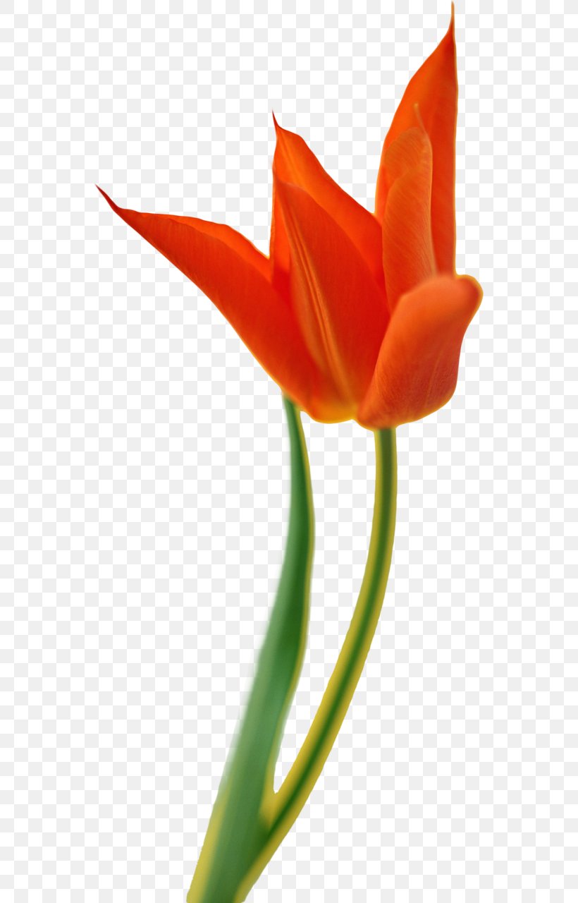 Tulip Cut Flowers, PNG, 553x1280px, Tulip, Amaryllis, Animaatio, Blog, Bud Download Free