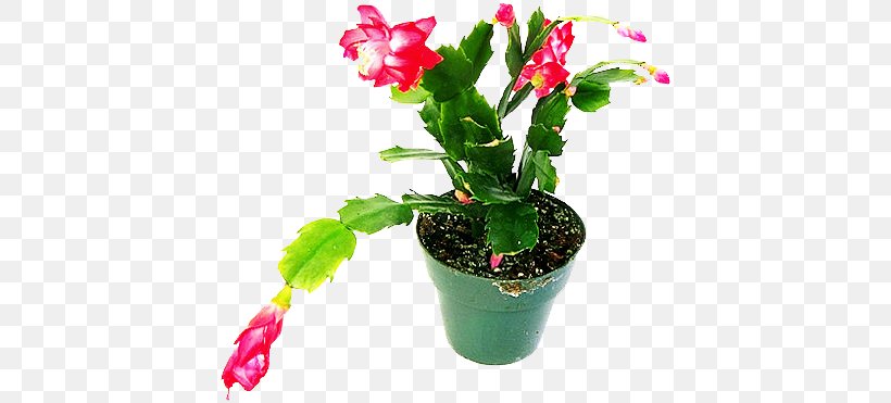 Penjing Flowerpot Graphic Design Plant, PNG, 418x371px, Penjing, Bonsai, Cactaceae, Flower, Flowering Plant Download Free