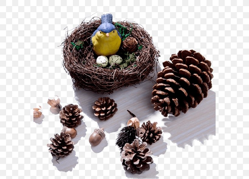 Pine Conifer Cone Autumn Handicraft, PNG, 600x590px, Pine, Autumn, Bomullsvadd, Child, Chocolate Download Free