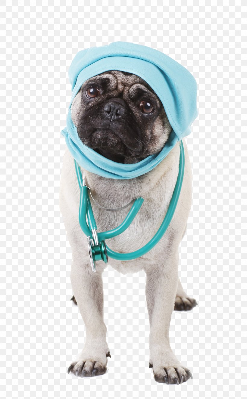 Pug Cat Pet Sitting Dog Walking, PNG, 1456x2356px, Pug, Carnivoran, Cat, Companion Dog, Dog Download Free