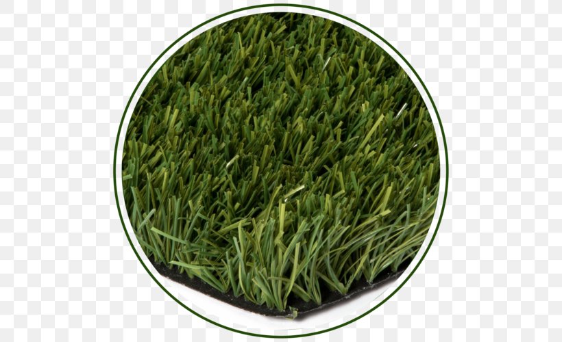 Romeritos Gyokuro Commodity, PNG, 500x500px, Romeritos, Biluochun, Commodity, Grass, Grass Family Download Free