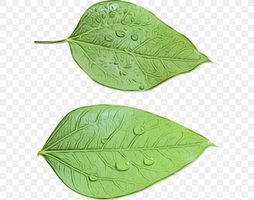 Transparency Autumn Leaf Color Design Aesthetic Leaves, PNG, 600x647px, Watercolor, Aesthetic Leaves, Autumn Leaf Color, Flower, Herb Download Free