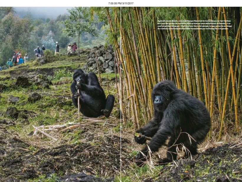 Virunga Mountains Volcanoes National Park Mountain Gorilla Western Lowland Gorilla Chimpanzee, PNG, 1228x921px, Virunga Mountains, Chimpanzee, Common Chimpanzee, Dian Fossey, Digit Fund Download Free