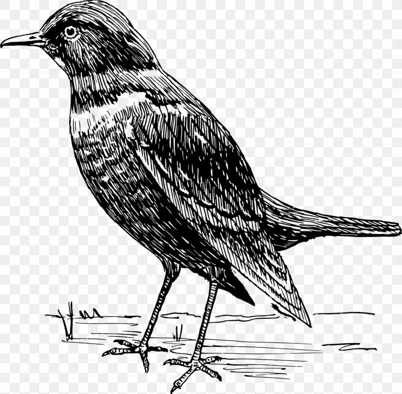 American Crow Common Blackbird Clip Art, PNG, 1280x1254px, American Crow, American Sparrows, Beak, Bird, Black And White Download Free