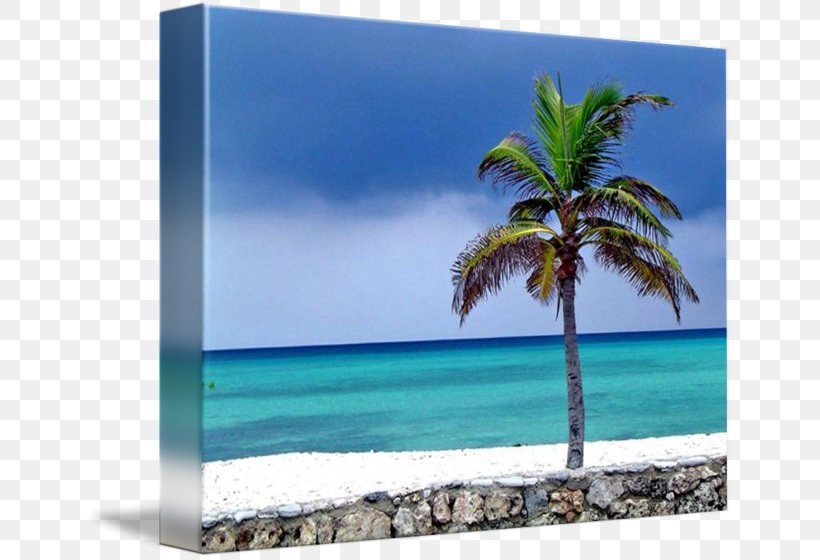 Caribbean Desktop Wallpaper Sea Picture Frames Arecaceae, PNG, 650x560px, Caribbean, Arecaceae, Arecales, Computer, Ocean Download Free