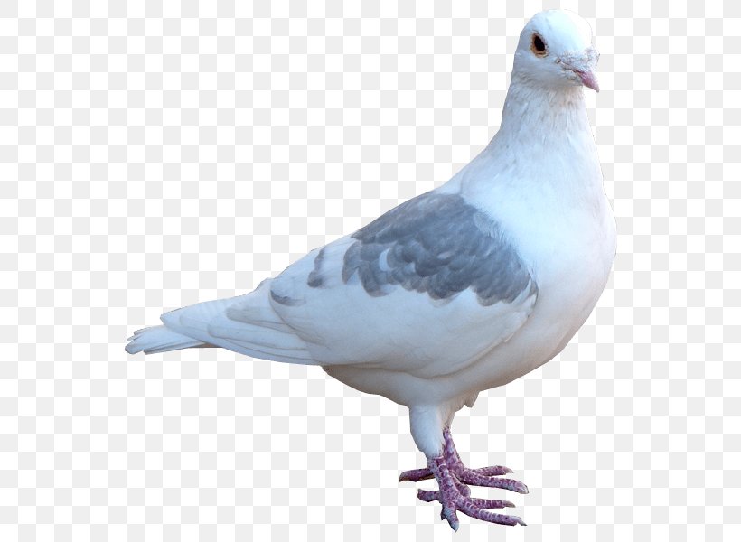 Columbidae Domestic Pigeon Release Dove Bird, PNG, 600x600px, Columbidae, Beak, Bird, Charadriiformes, Domestic Pigeon Download Free