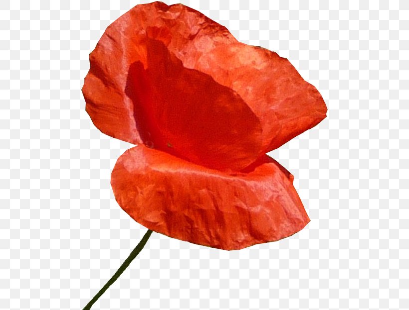 Common Poppy Automobile Club De L'Ouest Red Glass, PNG, 500x623px, Poppy, Aco, Black, Common Poppy, Coquelicot Download Free