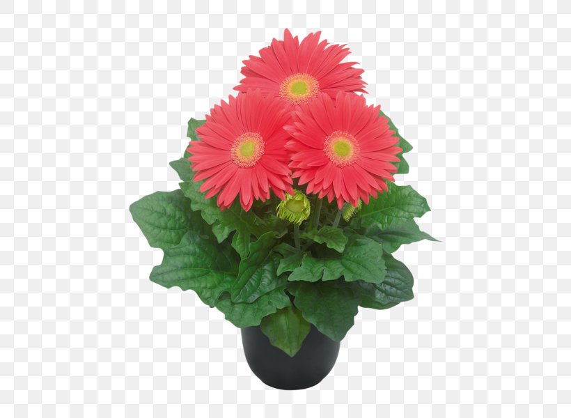 Transvaal Daisy Flowerpot Cut Flowers Floral Design, PNG, 600x600px, Transvaal Daisy, Annual Plant, Artificial Flower, Chrysanthemum, Chrysanths Download Free