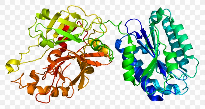 Complement Component 2 Complement System Complement Component 4 Classical Complement Pathway Gene, PNG, 948x505px, Watercolor, Cartoon, Flower, Frame, Heart Download Free