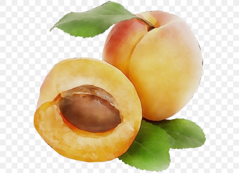 European Plum Food Fruit Plant Apricot, PNG, 600x595px, Watercolor, Apricot, Apricot Kernel, European Plum, Food Download Free