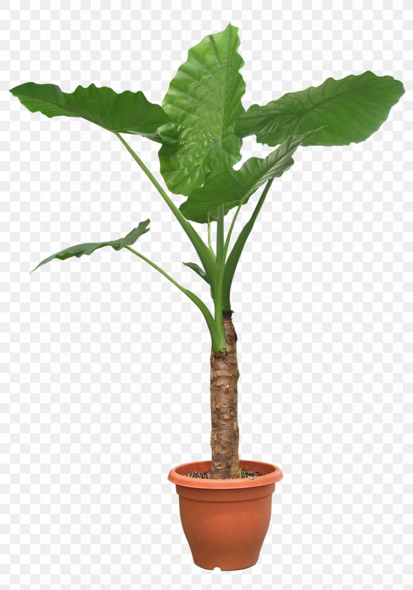 Houseplant Tree Pixel, PNG, 840x1200px, Plant, Areca Palm, Arecales, Artificial Flower, Begonia Download Free