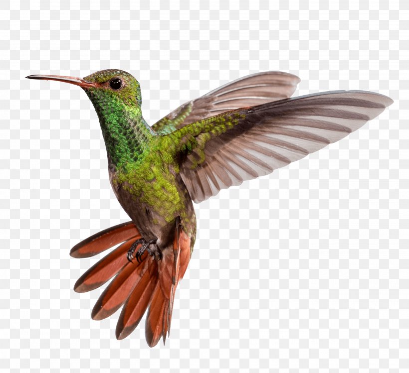 Hummingbird M Beak Wing, PNG, 2700x2468px, Hummingbird, Beak, Bird, Color, Fauna Download Free
