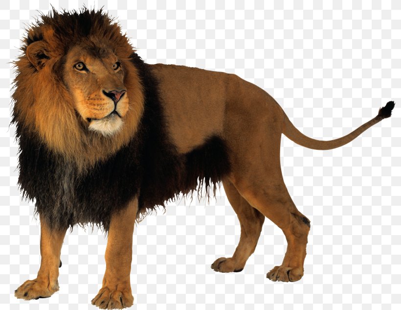 Lion Clip Art, PNG, 800x633px, Lion, Big Cats, Carnivoran, Cat Like Mammal, Fur Download Free