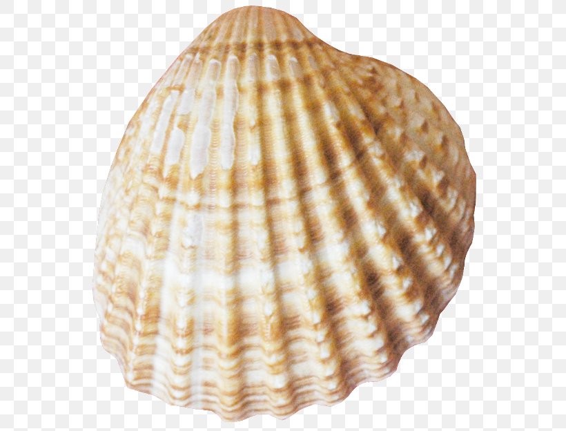 Rakushka Zaliv Vladimira Veselyy Yar Clip Art, PNG, 600x624px, Rakushka, Clam, Clams Oysters Mussels And Scallops, Cockle, Conch Download Free