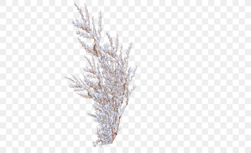 Shrub Snow Tree Rose, PNG, 500x500px, Shrub, Branch, Conifer, Frost, Pine Family Download Free