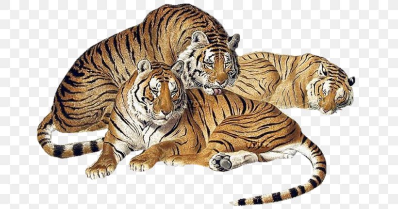 Tiger Clip Art Image GIF, PNG, 675x431px, Tiger, Advertising, Animal, Big Cats, Carnivoran Download Free