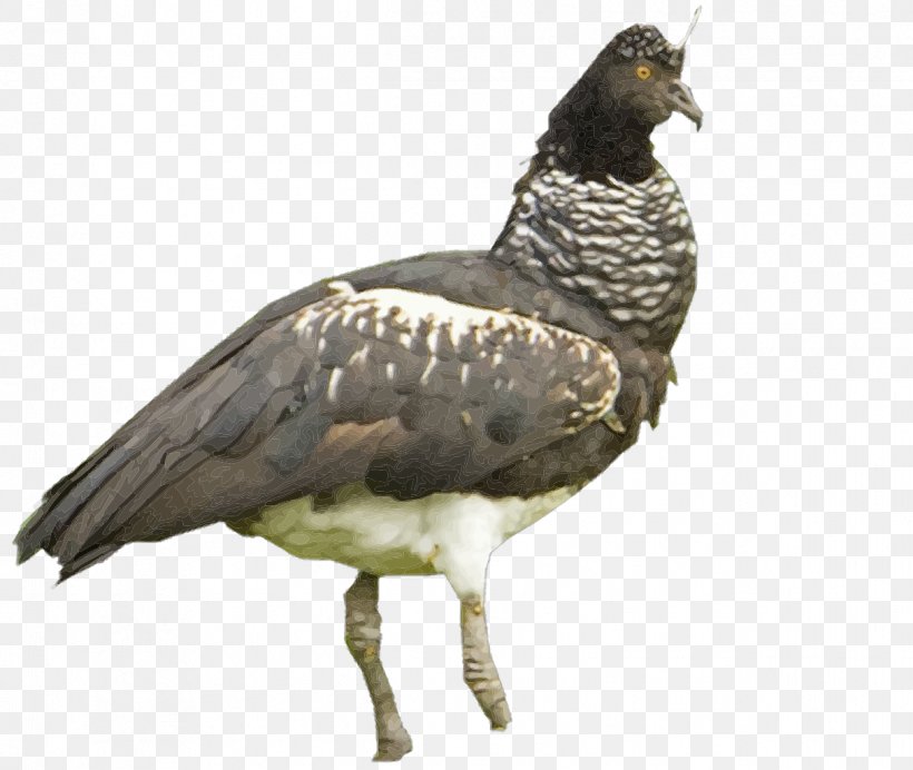 Vulture Water Bird Beak Fauna, PNG, 1213x1024px, Vulture, Beak, Bird, Bird Of Prey, Fauna Download Free