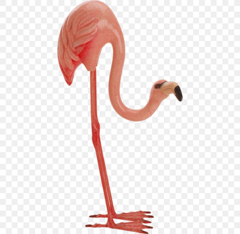 Bird Greater Flamingo, PNG, 428x800px, Bird, Beak, De La Virgen, Flamingo, Flamingos Download Free