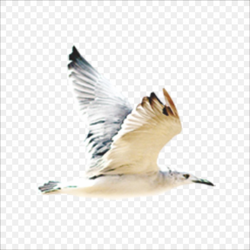 Bird Gulls Flight Beak, PNG, 1773x1773px, Bird, Beak, Common Gull, Fauna, Feather Download Free