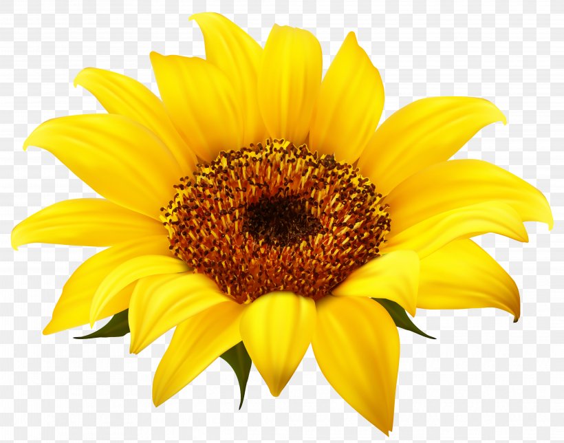 Common Sunflower Clip Art, PNG, 4154x3264px, Common Sunflower, Daisy Family, Flower, Flowering Plant, Petal Download Free