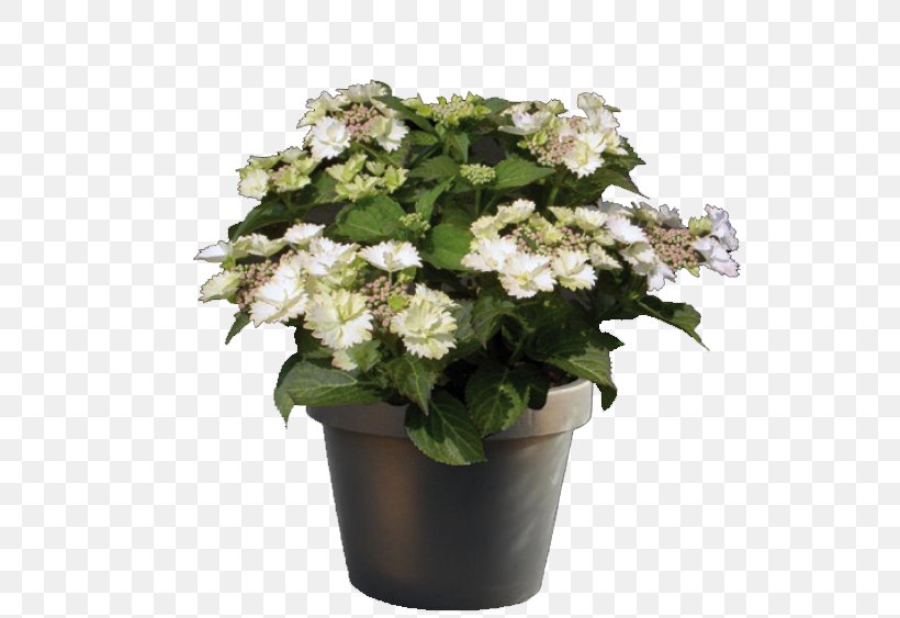 Cook's Garden Centre Flowerpot Hydrangea Plant, PNG, 563x563px, Flowerpot, Annual Plant, Artificial Flower, Cornales, Cut Flowers Download Free