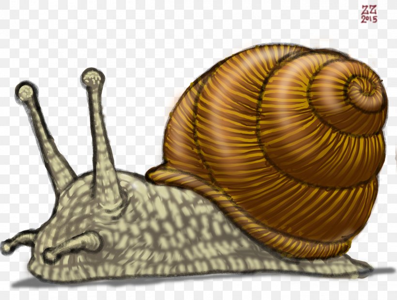 Gastropods Land Snail Drawing Slug, PNG, 1350x1020px, Gastropods, Art, Conchology, Drawing, Gastropod Shell Download Free