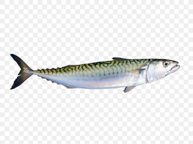 Mackerel Sardine Fish Products Oily Fish Salmon, PNG, 1024x768px, Mackerel, Bonito, Bony Fish, Fauna, Fin Download Free