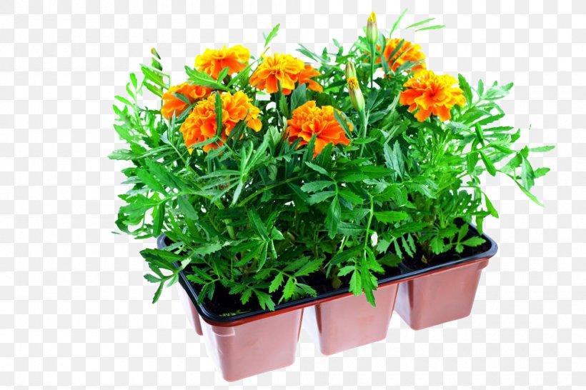 Mexican Marigold Plastic Flowerpot Stock Photography, PNG, 1000x666px, Mexican Marigold, Annual Plant, Basket, Calendula Officinalis, Chrysanths Download Free