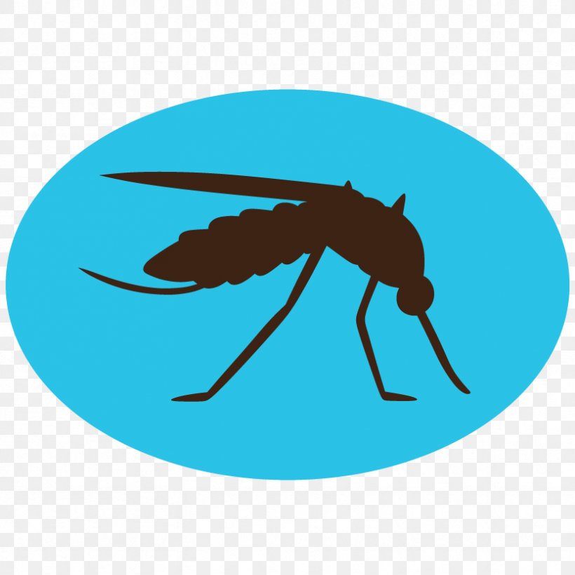 Mosquito Insect, PNG, 833x833px, Mosquito, Azure, Culex Pipiens, Electric Blue, Fly Download Free