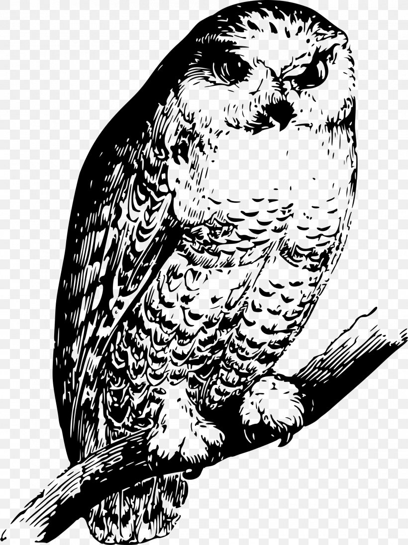 Owl Bird Beak Drawing Parrot, PNG, 1800x2400px, Owl, Art, Beak, Bird, Bird Of Prey Download Free