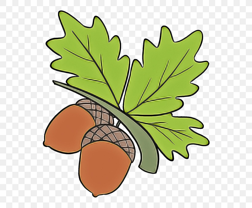 Plane, PNG, 680x678px, Leaf, Acorn, Chestnut, Nut, Plane Download Free