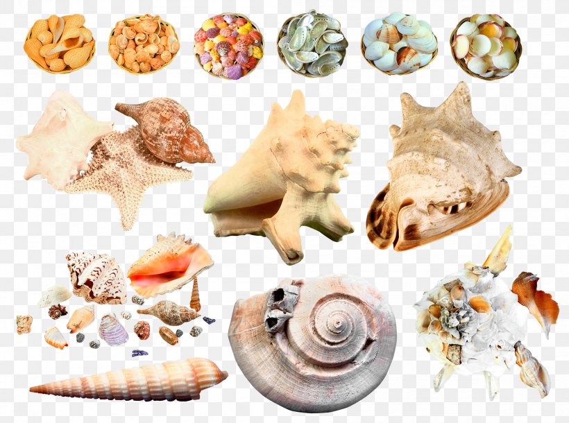 Seashell Sea Snail Clip Art, PNG, 1994x1485px, Seashell, Conch, Cuisine, Depositfiles, Food Download Free