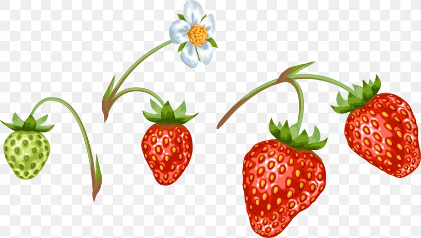 Strawberry Flower Aedmaasikas Food, PNG, 1179x668px, Strawberry, Aedmaasikas, Berry, Diet Food, Flower Download Free