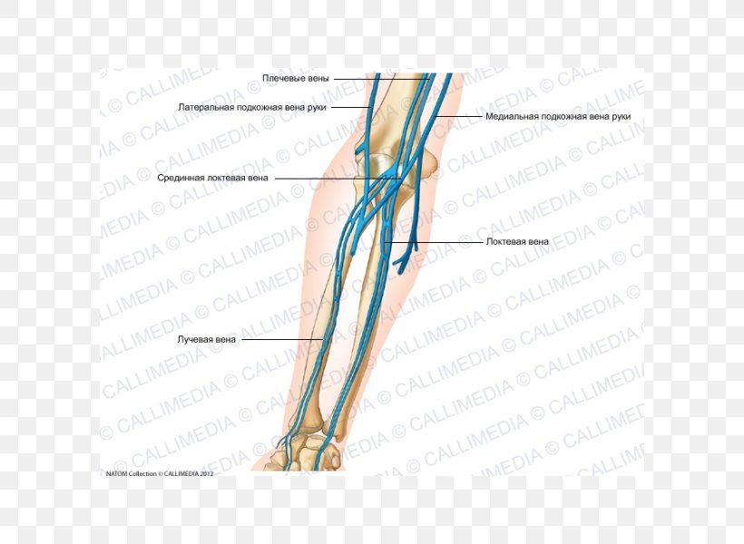 Thumb Elbow Forearm Vein Artery, PNG, 600x600px, Watercolor, Cartoon, Flower, Frame, Heart Download Free