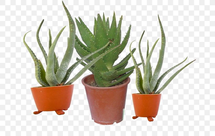 Aloe Flowerpot Bonsai Houseplant, PNG, 725x519px, Aloe, Agave, Bonsai, Crock, Flowerpot Download Free
