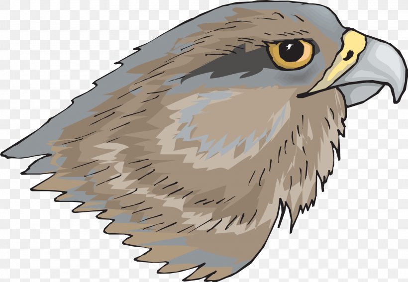 Bird Brown Hawk-owl Clip Art, PNG, 1920x1328px, Bird, Accipitridae, Accipitriformes, Bald Eagle, Beak Download Free