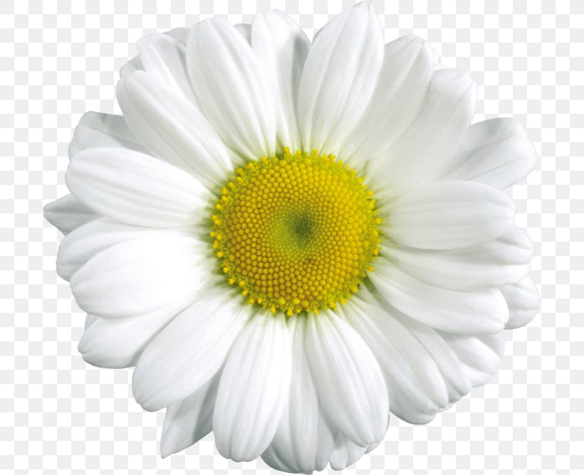 Daisy Duck Donna Duck Common Daisy, PNG, 700x668px, Common Daisy, Chamaemelum Nobile, Chamomile, Chrysanthemum, Chrysanths Download Free