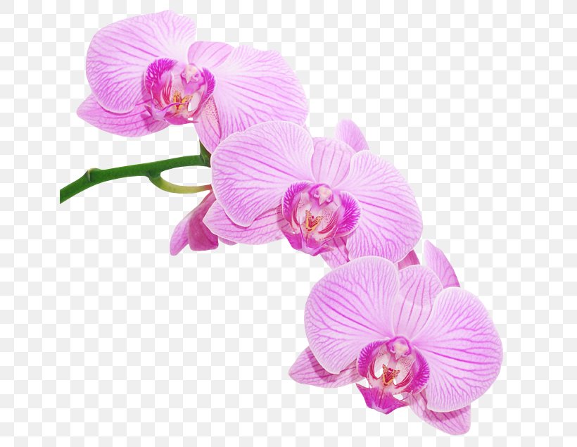 Moth Orchids Encourage Yourself, PNG, 650x635px, Orchids, Art, Cattleya, Cut Flowers, Flower Download Free