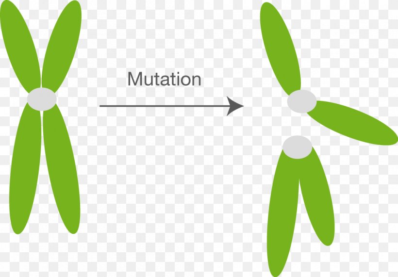 Mutation Chromosome Abnormality Fission Cell Division, PNG, 1049x731px, Mutation, Biology, Brand, Cell, Cell Cycle Download Free