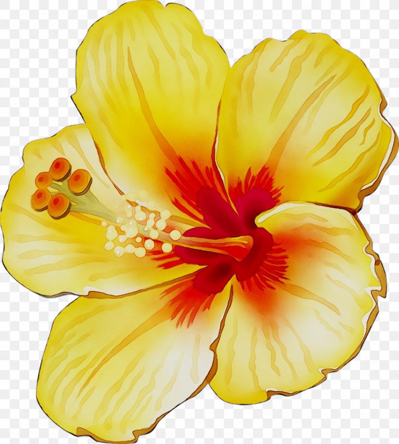 Rosemallows Yellow Cut Flowers Herbaceous Plant, PNG, 1016x1130px, Rosemallows, Botany, Chinese Hibiscus, Cut Flowers, Flower Download Free