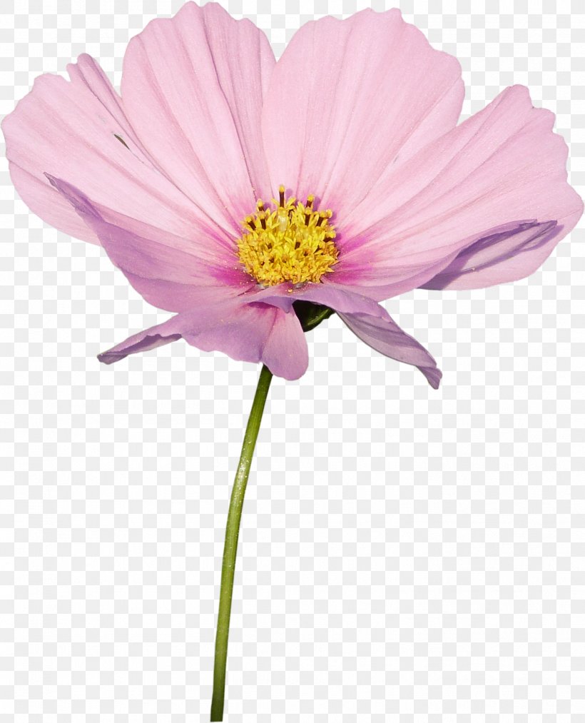 Cosmos Flower Plant Daisy Family, PNG, 1414x1747px, Cosmos, Annual Plant, Cut Flowers, Daisy Family, Flower Download Free