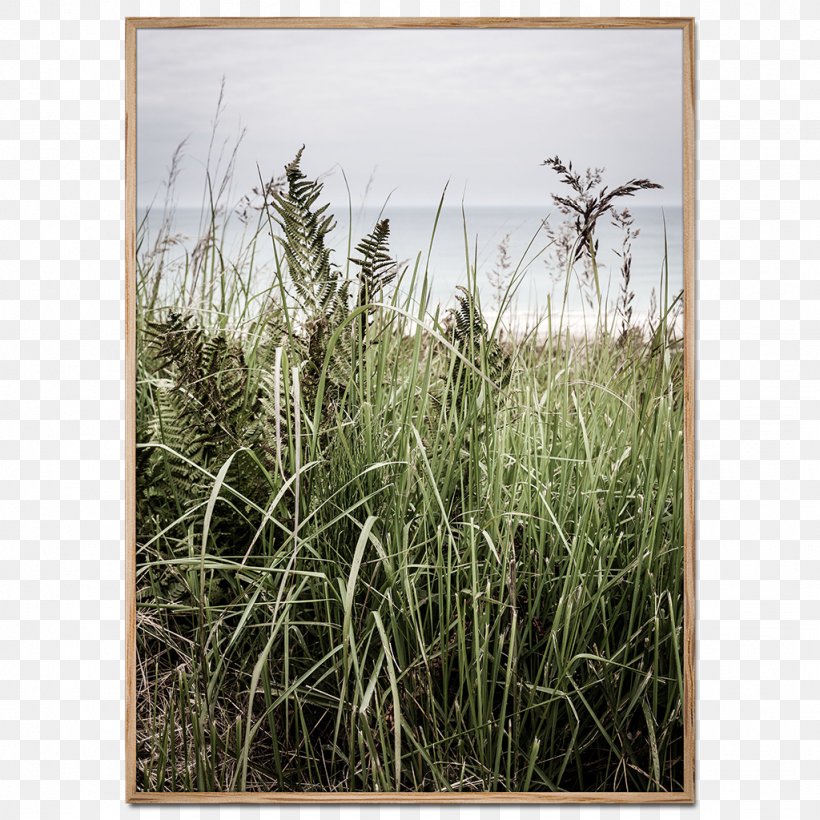 Fine-art Photography Poster Foto Factory, PNG, 1024x1024px, Photography, Art, Chrysopogon Zizanioides, Commodity, Crop Download Free