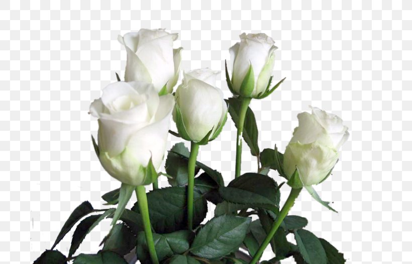 Garden Roses Birthday Valentine's Day White Rose Of York Cabbage Rose, PNG, 700x525px, Garden Roses, Birthday, Branch, Bud, Cabbage Rose Download Free