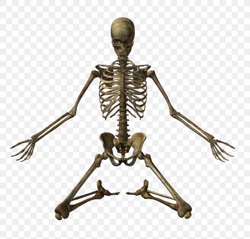 Human Skeleton Bone Skull, PNG, 1255x1204px, 3d Rendering, Skeleton, Anatomy, Bone, Human Body Download Free