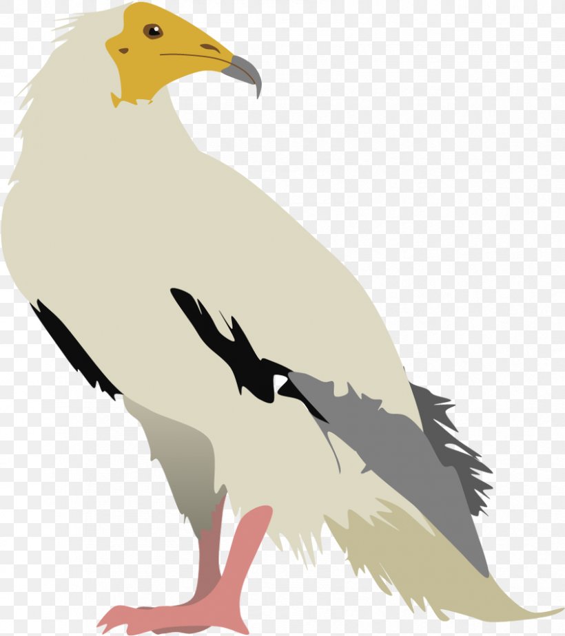 Bird Egyptian Vulture Turkey Vulture Clip Art, PNG, 842x949px, Bird, Accipitriformes, Art, Beak, Bearded Vulture Download Free