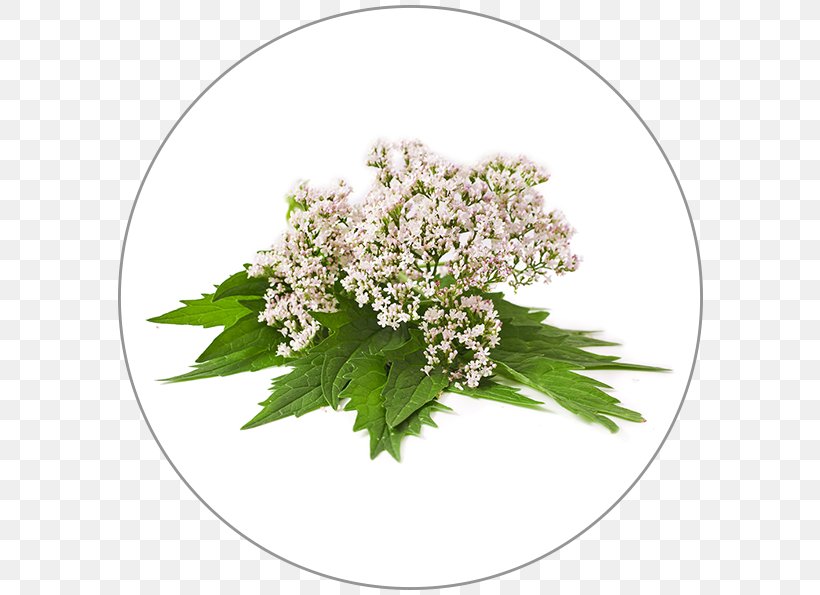 Dietary Supplement Valerian Cow Parsley Plant Herb, PNG, 600x595px, Dietary Supplement, Anthriscus, Common Dandelion, Cow Parsley, Cut Flowers Download Free