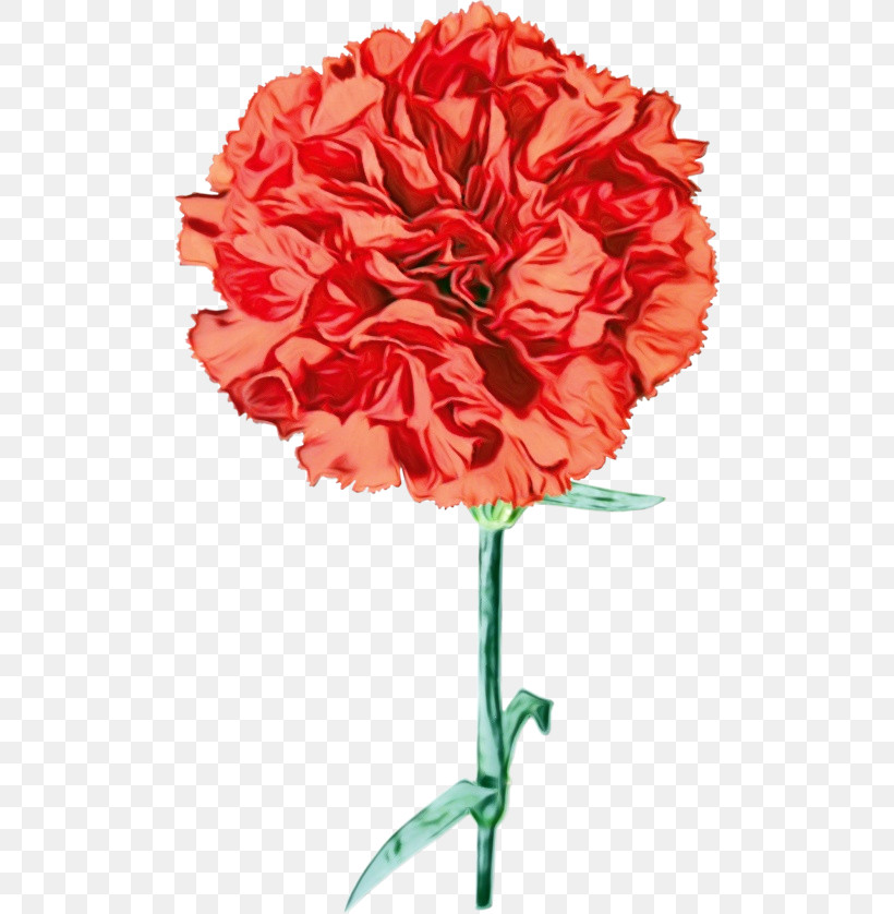 Flower Cut Flowers Red Carnation Plant, PNG, 500x838px, Watercolor, Carnation, Cut Flowers, Dianthus, Flower Download Free