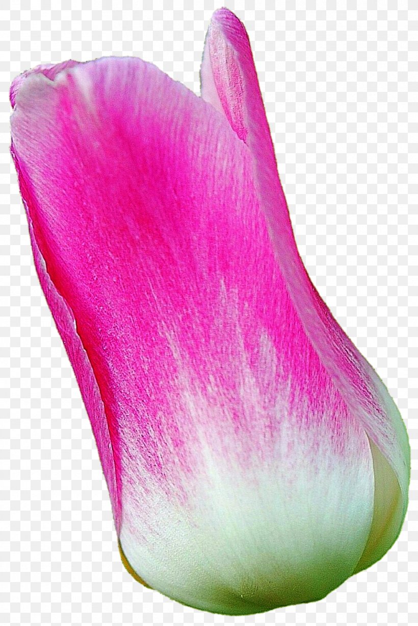 Flower Petal Tulip Plant Magenta, PNG, 1012x1514px, Flower, Closeup, Flowering Plant, Herbaceous Plant, Magenta Download Free
