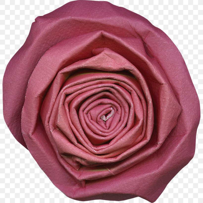 Garden Roses Cabbage Rose Cut Flowers Petal, PNG, 800x820px, Garden Roses, Cabbage Rose, Cut Flowers, Flower, Garden Download Free