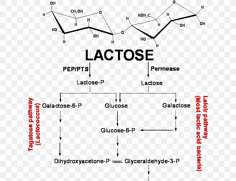 Lactic Acid Fermentation Galactose, PNG, 636x630px, Lactic Acid Fermentation, Anaerobic Respiration, Area, Bacteria, Black And White Download Free